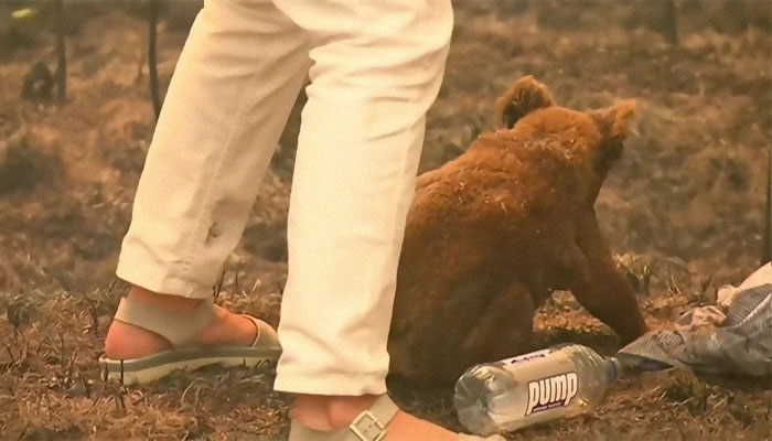 Señora-mayor-rescata-koala-australia-sequía-incendio-