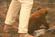 Photo of Señora mayor se lanza al fuego: Rescata un koala atrapado