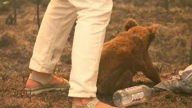 Photo of Señora mayor se lanza al fuego: Rescata un koala atrapado