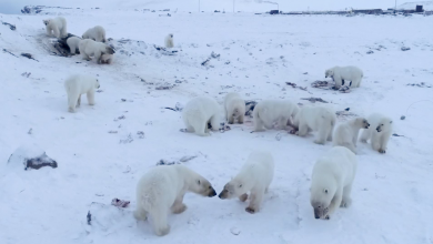 Photo of ¿56 Osos polares atacan una aldea rusa?