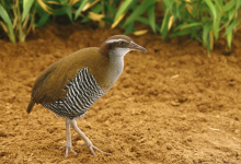 Photo of Ave de Guam deja de estar extinta y vuelve a la naturaleza