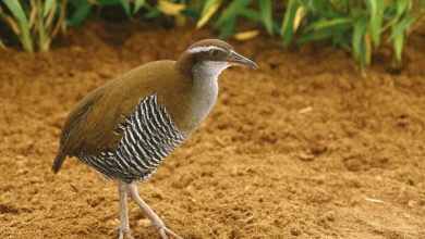 Photo of Ave de Guam deja de estar extinta y vuelve a la naturaleza