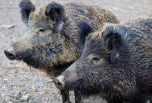 Photo of Grupo de jabalíes esparció 20.000 Euros en cocaína en Italia