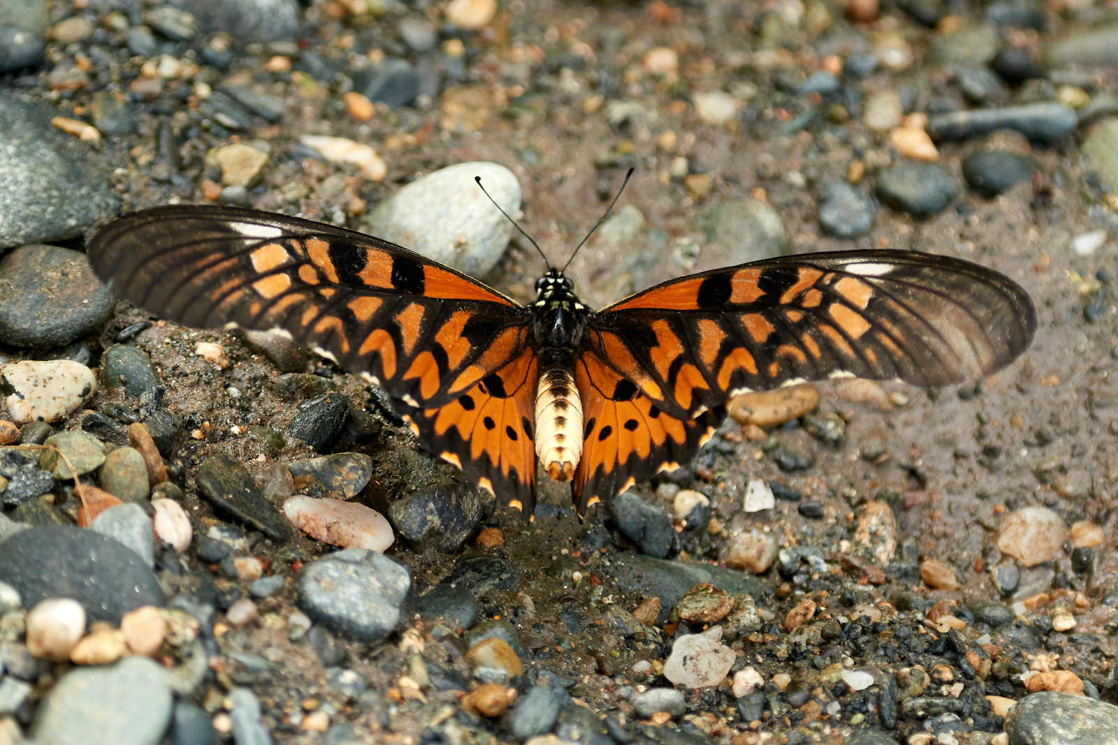 La-búsqueda-papilio-antimachus-mariposa-más-grande-áfrica-