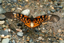 Photo of La búsqueda de la mariposa más grande África