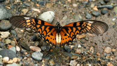 Photo of La búsqueda de la mariposa más grande África