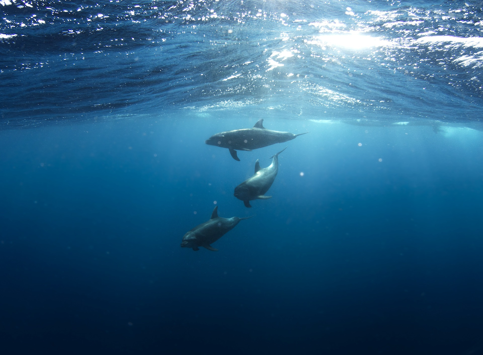 Océano-sin-oxígeno-mar-líderes-mundiales-científicos-calentamiento-global-