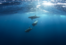 Photo of Océano sin oxígeno: El calentamiento global ataca