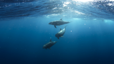 Photo of Océano sin oxígeno: El calentamiento global ataca