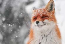 Photo of Padre dejó instrucciones adorables a su hija para alimentar a su mascota