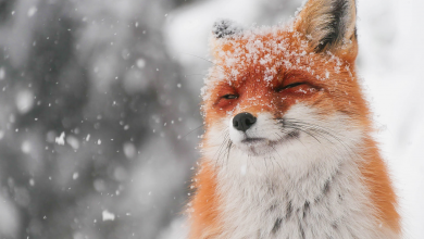 Photo of Padre dejó instrucciones adorables a su hija para alimentar a su mascota