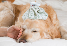 Photo of ¿Cachorro causa una infección? Emergencia en Israel