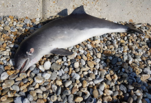Photo of Miles de marsopas mueren por un cóctel tóxico en el Reino Unido