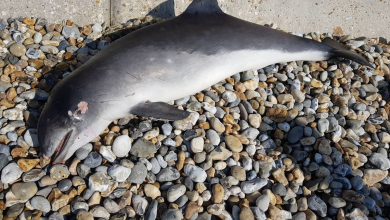 Photo of Miles de marsopas mueren por un cóctel tóxico en el Reino Unido