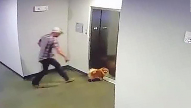 Photo of ¡Perro quedó atascado en un ascensor y es rescatado antes de lo peor!