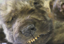 Photo of Se descubre un cachorro lobo congelado de hace 18.000 años