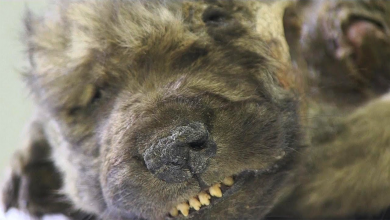 Photo of Se descubre un cachorro lobo congelado de hace 18.000 años