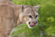 Photo of 3 Pumas son cazados tras comer restos de carne humana