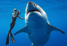 Photo of Hombre es atacado por tiburón blanco en Australia