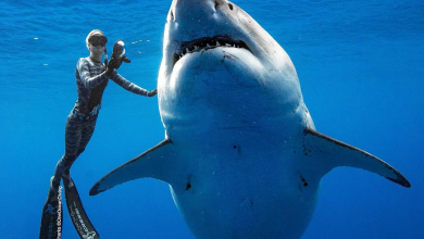 Photo of Hombre es atacado por tiburón blanco en Australia