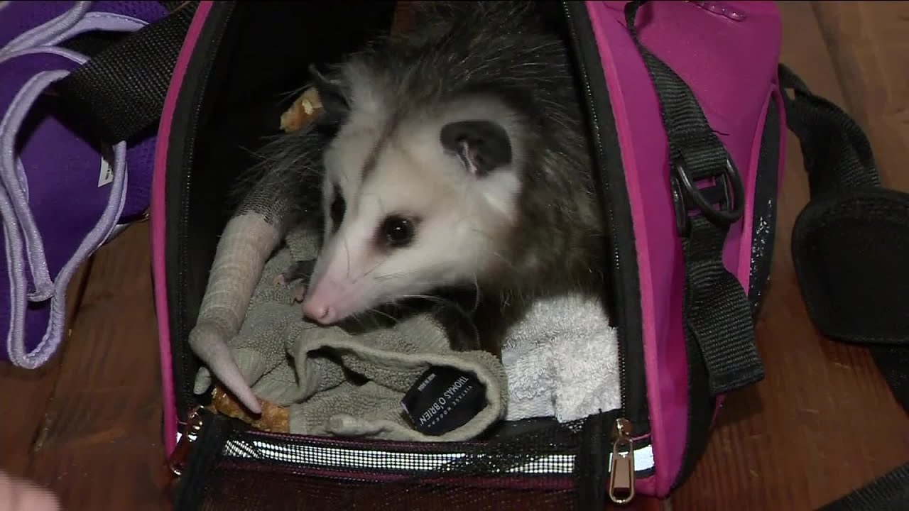 Hombre-y-su-Zarigüeya-Jetblue-mascota-vuelo-