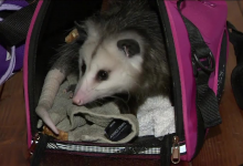 Photo of ¿Hombre y su zarigüeya son expulsados de un vuelo?