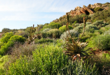 Photo of Karoo Suculento: El desierto con más biodiversidad está siendo destruido