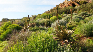 Photo of Karoo Suculento: El desierto con más biodiversidad está siendo destruido