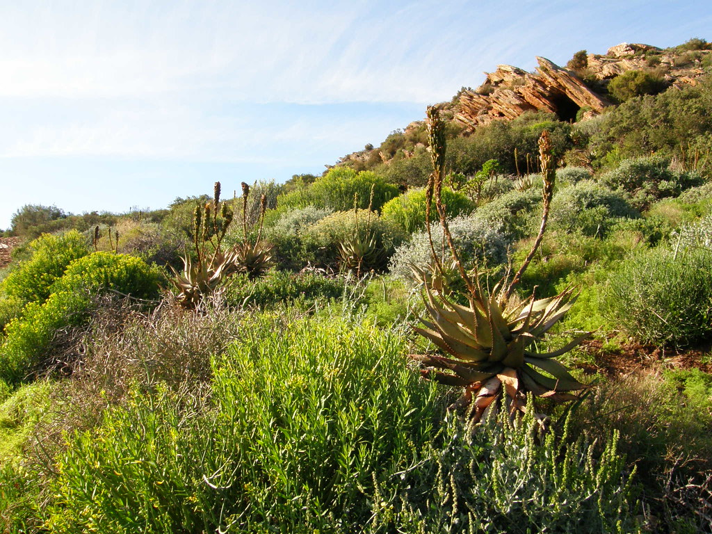 Karoo-suculento-desierto-biodiversidad-cazadores-ecosistema-