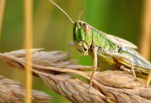 Photo of ¿Los insectos son el futuro de la industria alimentaria?