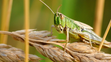 Photo of ¿Los insectos son el futuro de la industria alimentaria?