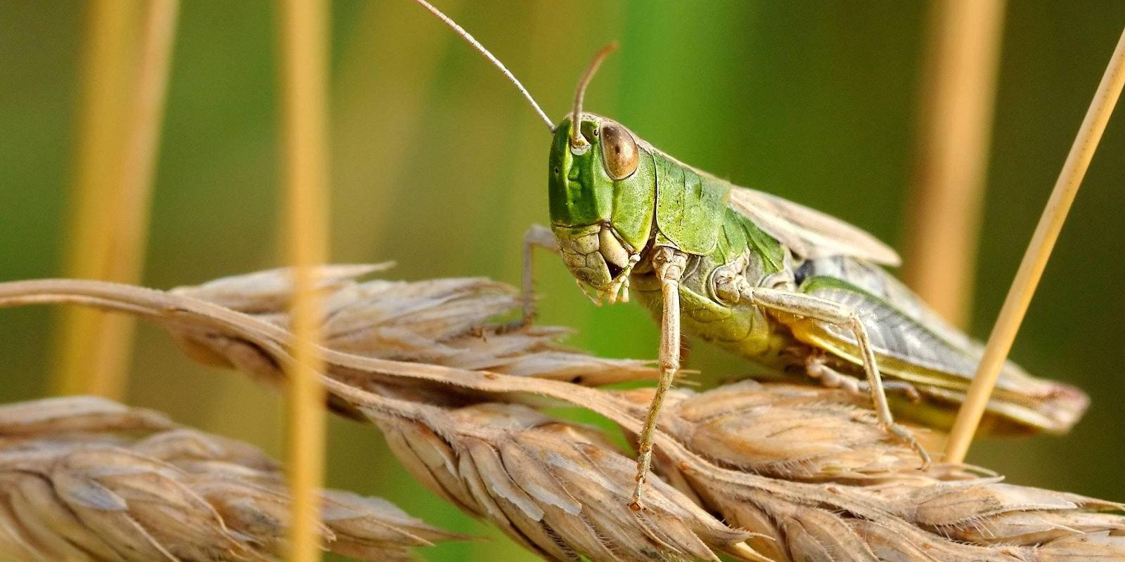 Los-insectos-son-el-futuro-de-industria-alimentaria-