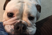 Photo of ¿Bulldog falleció tras solo 13 minutos de peluquería?