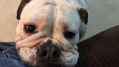 Photo of ¿Bulldog falleció tras solo 13 minutos de peluquería?