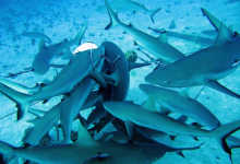 Photo of ¡Frenesí de tiburones capturado en el fondo del mar!