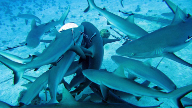 Photo of ¡Frenesí de tiburones capturado en el fondo del mar!