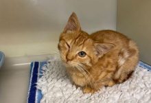 Photo of Gatito sobrevivió al ataque de un depredador perdiendo un ojo