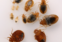 Photo of Liberaron chinches en Walmart como terrorismo orgánico
