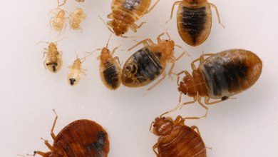 Photo of Liberaron chinches en Walmart como terrorismo orgánico