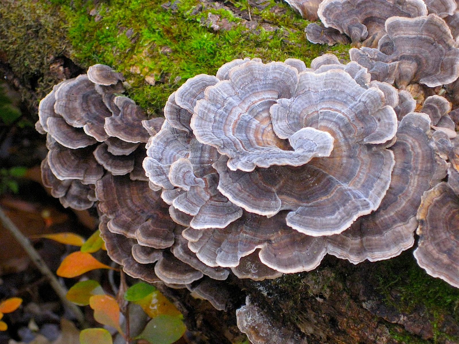 los-hongos-micelio-material-plástico-contaminación-