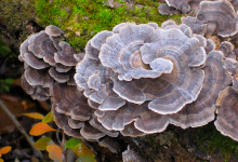 Photo of ¿Los hongos serán el próximo reemplazo del plástico?