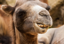 Photo of ¿Mujer demanda a TripAdvisor porque se lastimó en viaje?