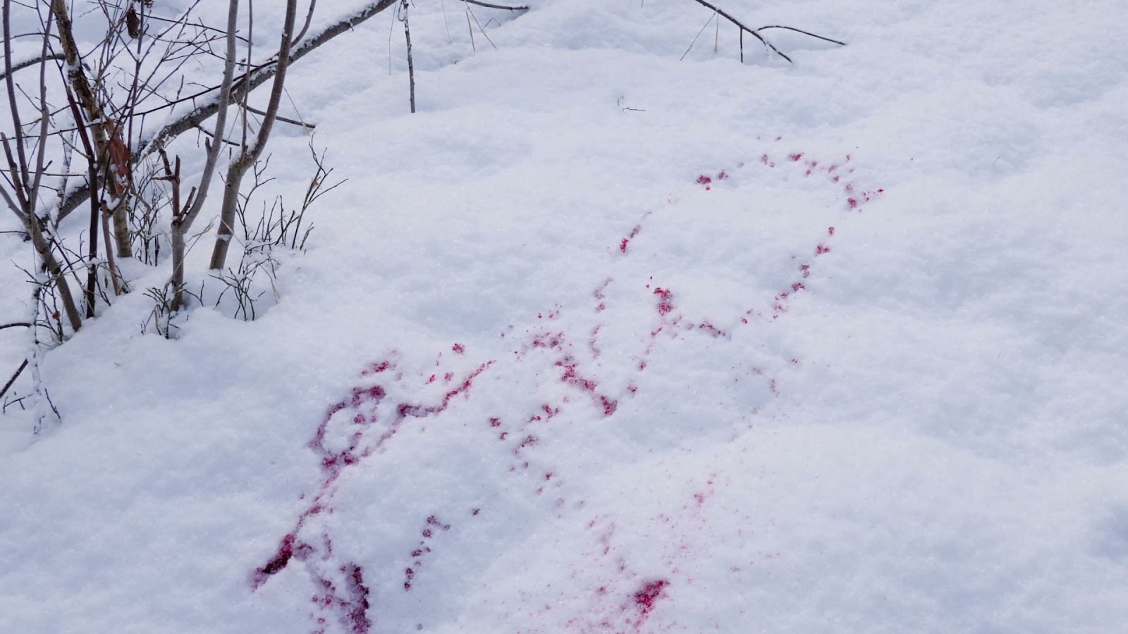 niños-lanzan-bolas-de-nieve-disparos-policía-