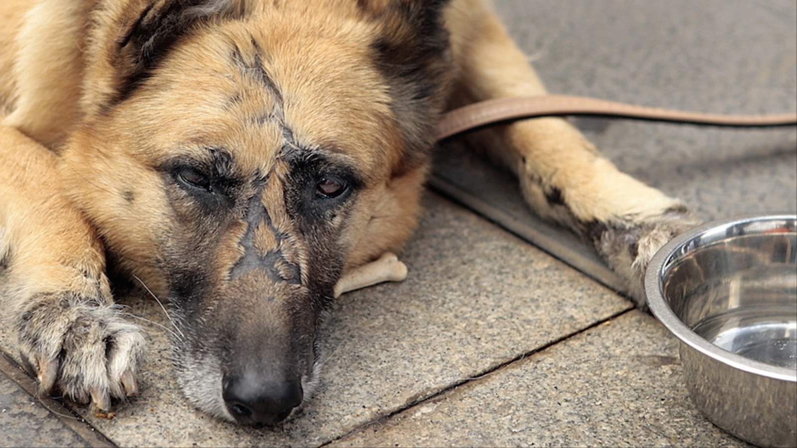 salvan-a-un-perro-atado-fondo-río-autoridades-crueldad-animal-