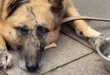 Photo of Salvan a un perro atado a una piedra al fondo de un río
