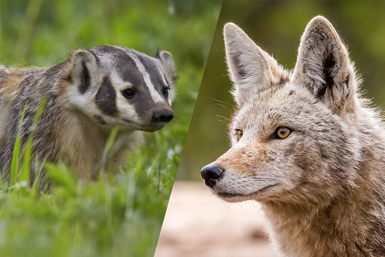 Coyote-y-un-tejón-animales-amistad-