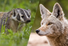 Photo of Coyote y un Tejón se hacen mejores amigos en cámara