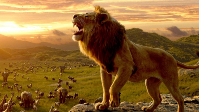 Photo of Disney demandó a una caridad que emitió El Rey León en público