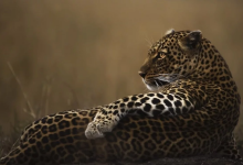 Photo of Imágenes impresionantes que te harán preguntar si los animales no son humanos