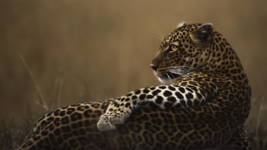 Photo of Imágenes impresionantes que te harán preguntar si los animales no son humanos